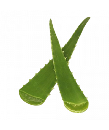 Fondant senteur Aloe vera.