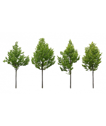 Fondant senteur Balade en Forêt.