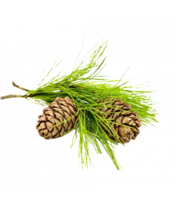 Fondant senteur Cèdre du Liban.