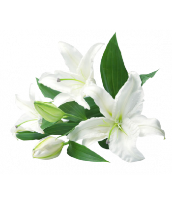 Fondant senteur Lys blanc.