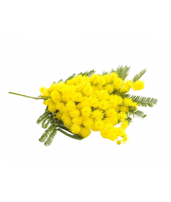 Fondant senteur Mimosa.