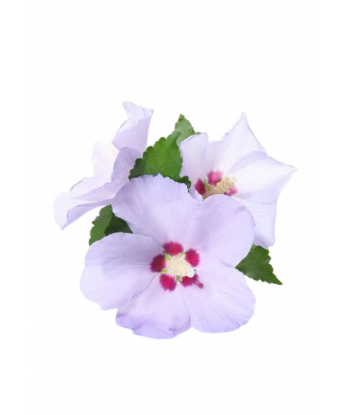 Fondant senteur Musc.