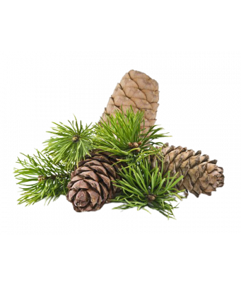 Fondant senteur Pin des Landes.