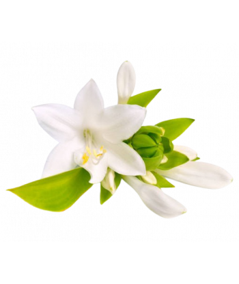 Fondant senteur Tubéreuse.