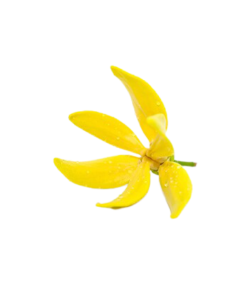 Fondant senteur Ylang Ylang.